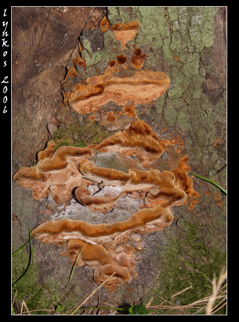 A spasso nel bosco 4