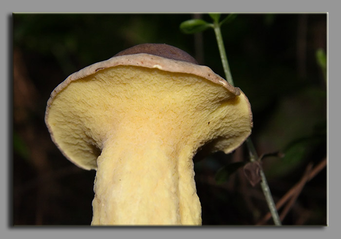 A spasso nel bosco 2