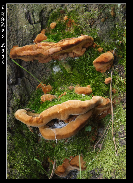 A spasso nel bosco 4