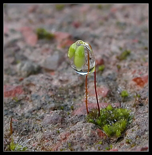 Muschio nella pioggia