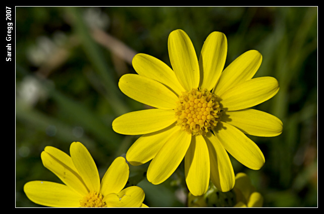 Senecio leucanthemifolius