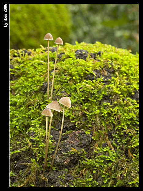 Semplicemente un albero