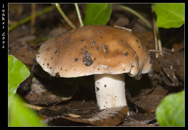 Qualche giorno fa...