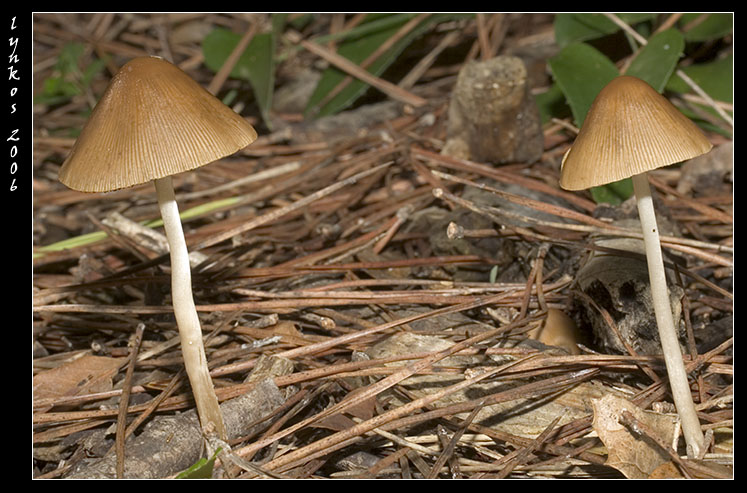 Sempre a Castelfusano
