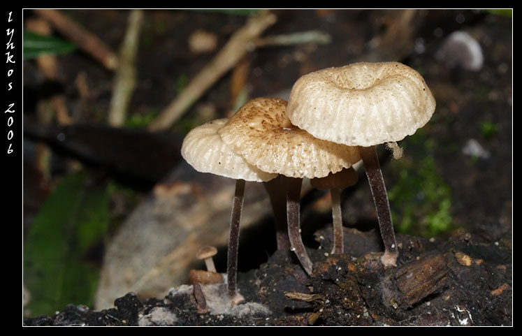A spasso nel bosco 5