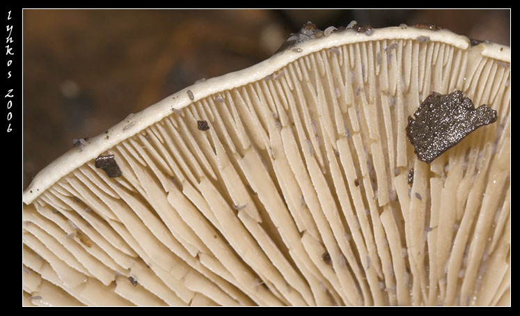 Qualche giorno fa...