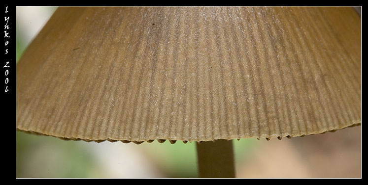 Sempre a Castelfusano