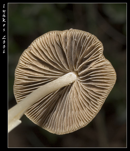 Sempre a Castelfusano