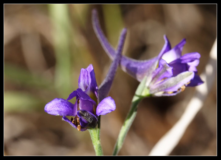 Delphinium peregrinum L. / Speronella peregrina