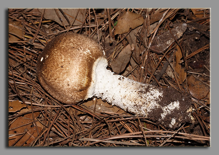 A spasso nel bosco 2