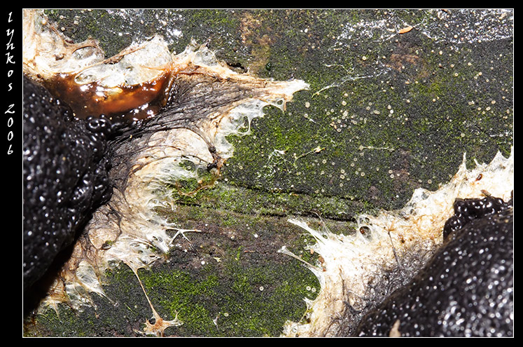 A spasso nel bosco 4