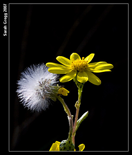 Senecio leucanthemifolius