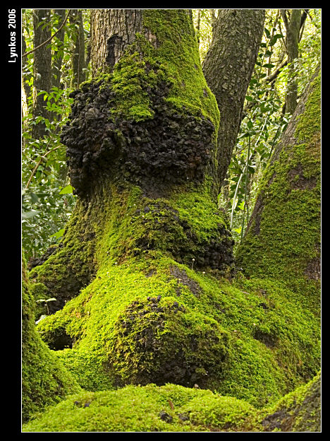Semplicemente un albero