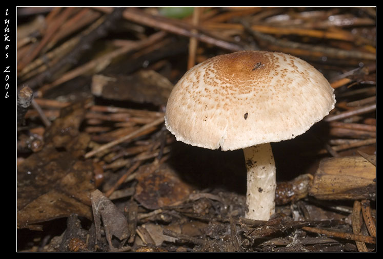 Qualche giorno fa...