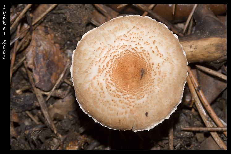 Qualche giorno fa...