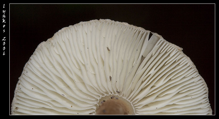 Qualche giorno fa...