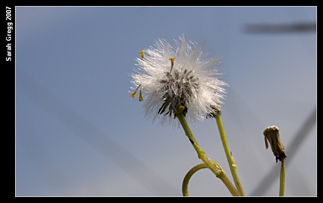 Senecio leucanthemifolius