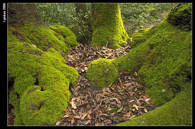Semplicemente un albero