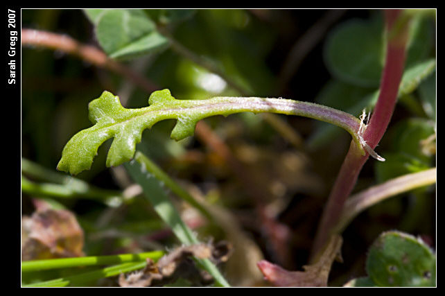 Senecio leucanthemifolius