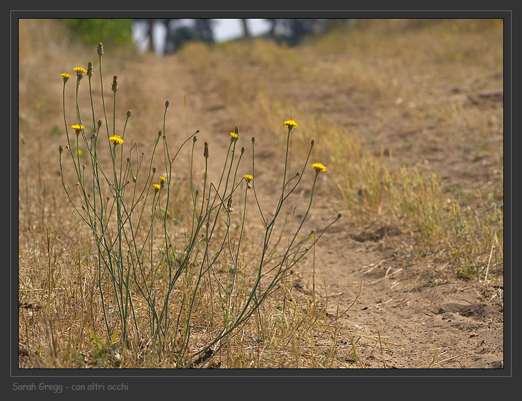 Hypochaeris radicata / Costolina giuncolina