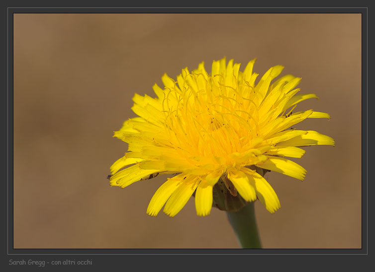 Hypochaeris radicata / Costolina giuncolina