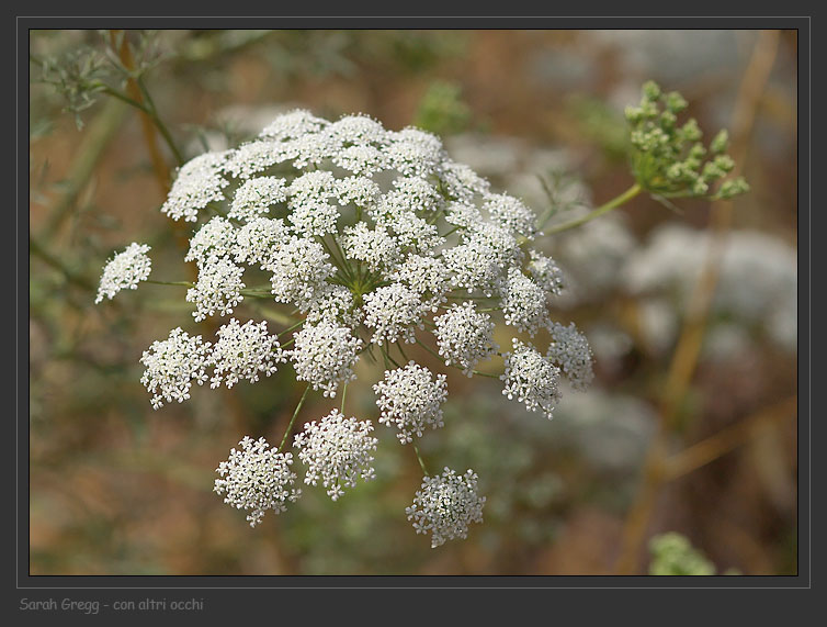 Ammi majus / Visnaga maggiore