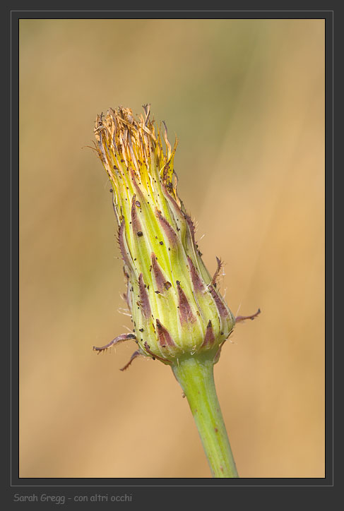 Hypochaeris radicata / Costolina giuncolina