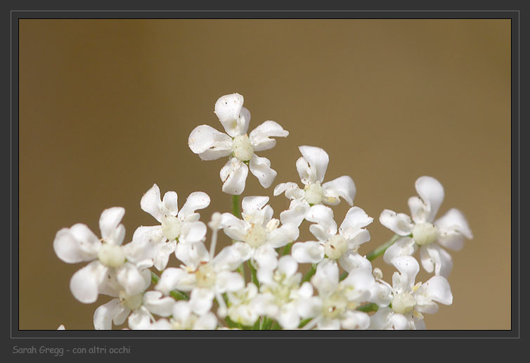 Ammi majus / Visnaga maggiore