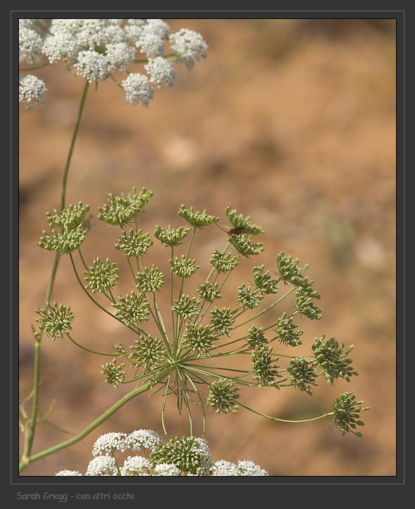 Ammi majus / Visnaga maggiore