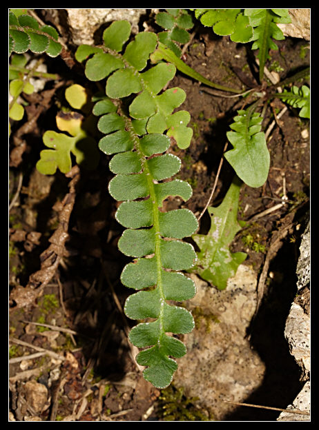 Asplenium ceterach / Cedracca comune