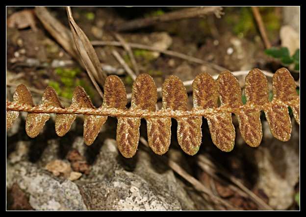 Asplenium ceterach / Cedracca comune