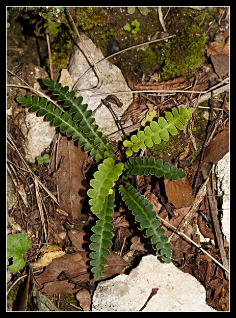 Asplenium ceterach / Cedracca comune