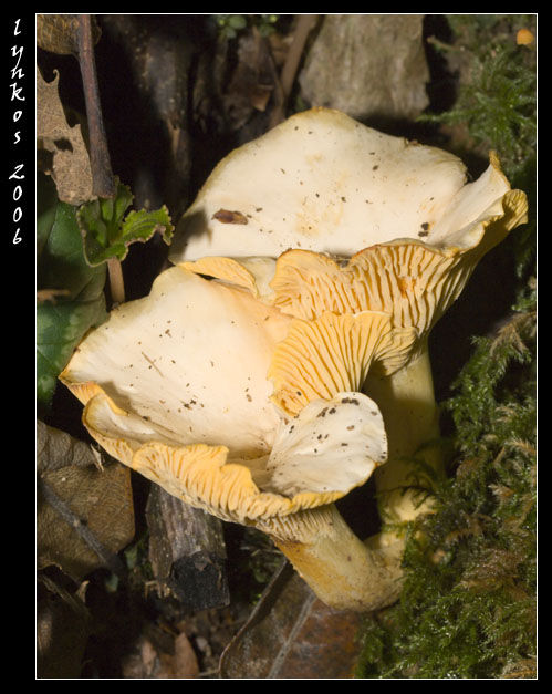 Funghi da Monterano 2/2