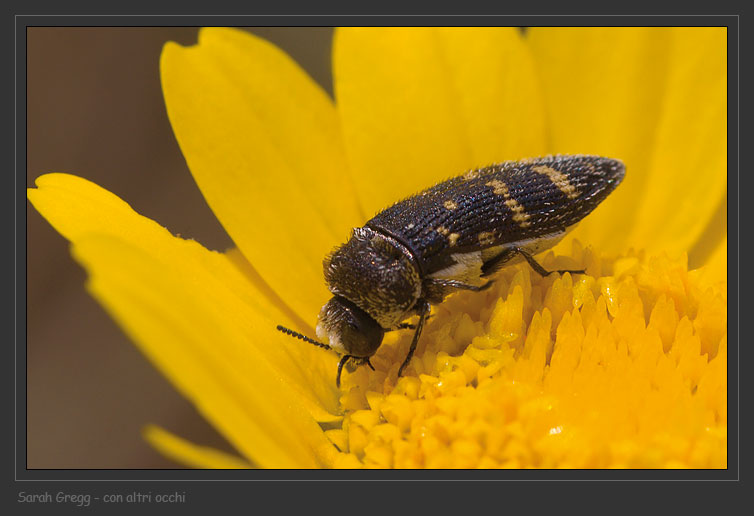 Acmaeoderella flavofasciata (Coleoptera, Buprestidae)