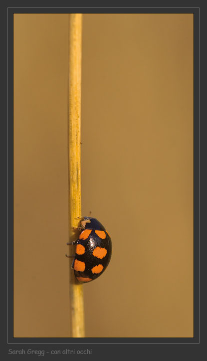 Coccinellide Madonita: Coccinula quatuordecimpustulata