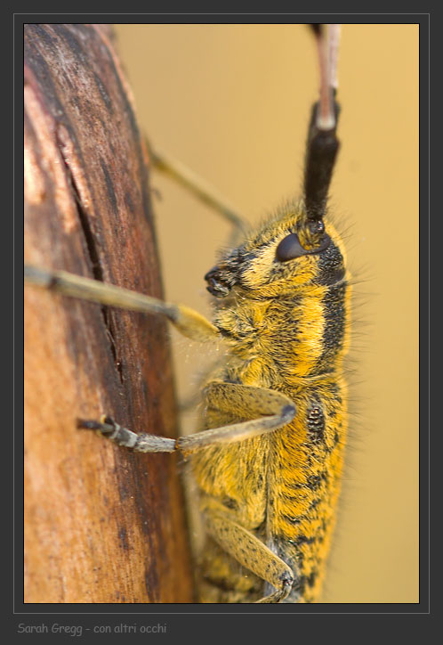 Agapanthia sicula malmerendii (Cerambycidae)