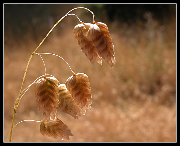 Gramineae... il tempo dei semi