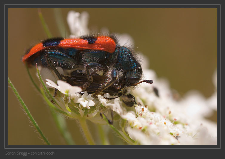 Trichodes, il magnifico carnefice