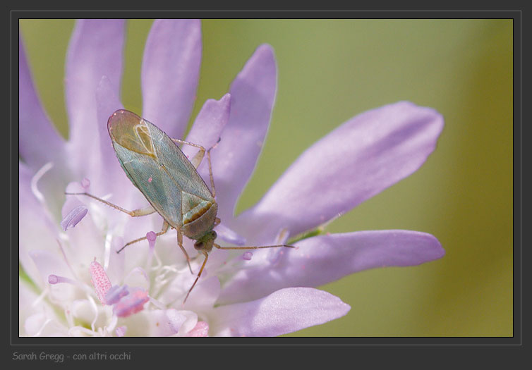 Dye Miridae contrastanti