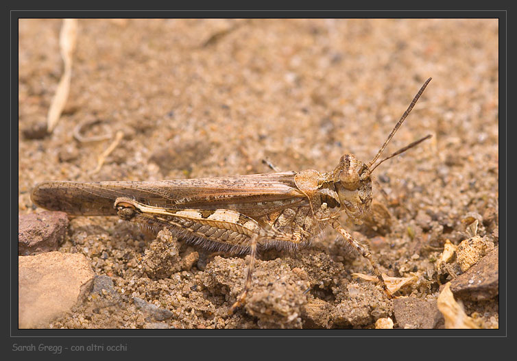 Quando la terra si muove... Acrotylus patruelis