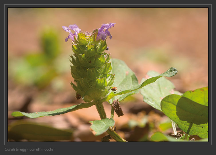 Prunella vulgaris / Prunella comune