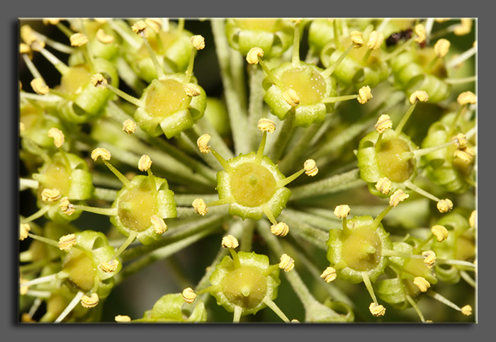 Hedera helix / Edera