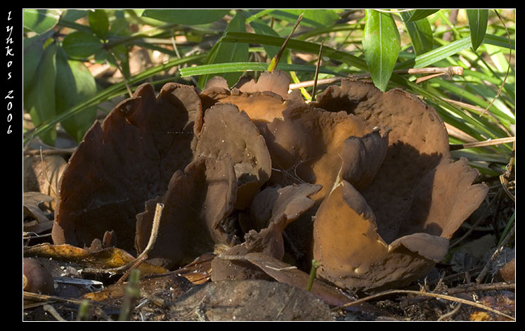 Funghi dal litorale romano 2