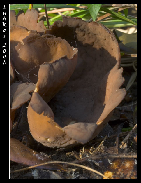 Funghi dal litorale romano 2