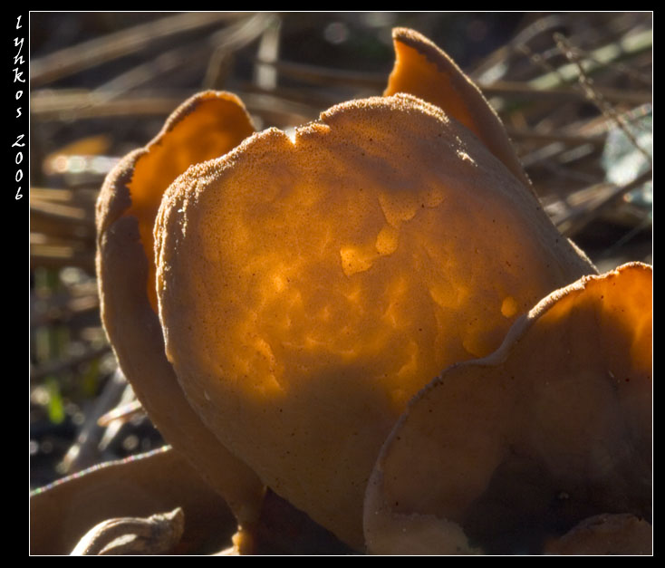 Funghi dal litorale romano 2