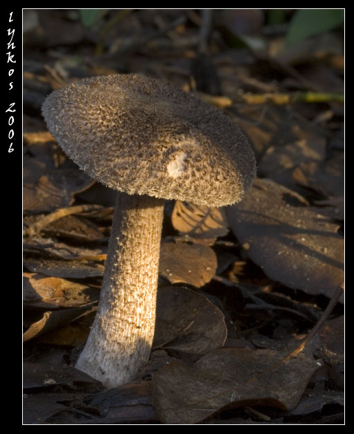 Funghi dal litorale romano 2