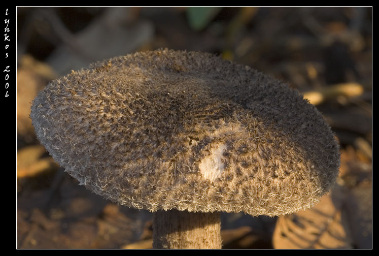 Funghi dal litorale romano 2