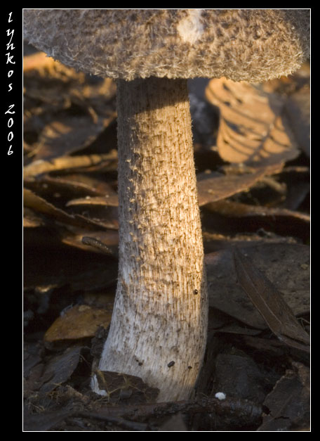 Funghi dal litorale romano 2