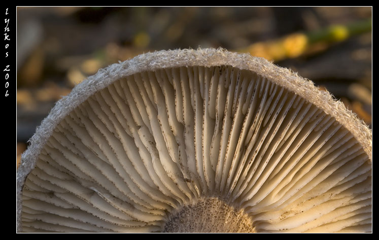 Funghi dal litorale romano 2