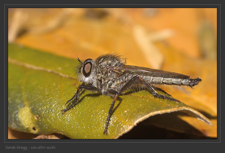 La mia antizanzara preferita (Asilidae)